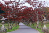 大御堂観音寺 紅葉の参道
