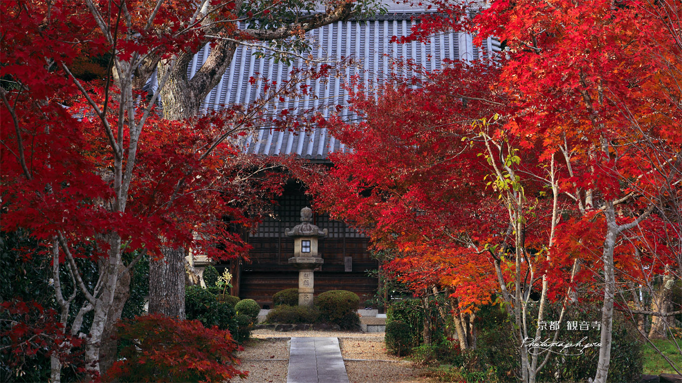 京都観音寺 紅葉と大御堂 壁紙