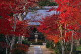 京都観音寺 紅葉と大御堂