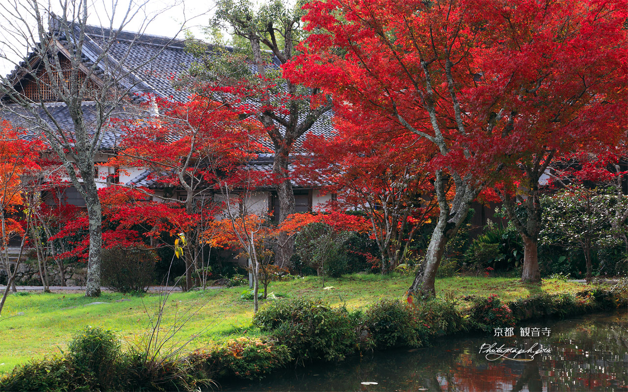 京都観音寺 紅葉と庫裏 壁紙