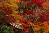 京都地蔵禅院 紅葉と薬医門
