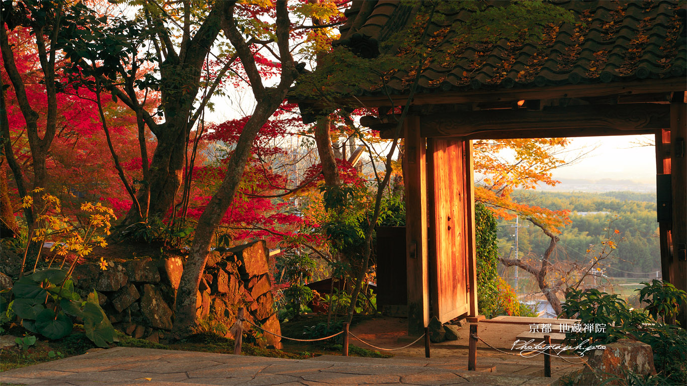 京都地蔵禅院 ツワブキと薬医門 壁紙