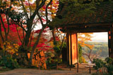 京都地蔵禅院 ツワブキと薬医門