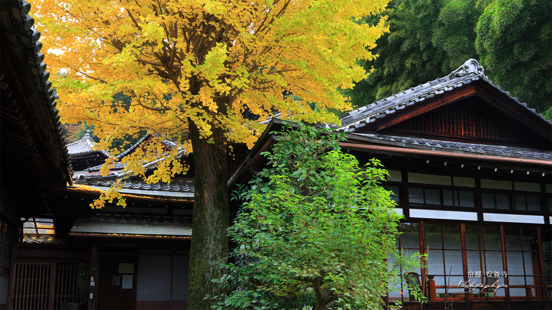 京都安養寺 イチョウ黄葉と客殿