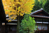 京都安養寺 イチョウ黄葉と客殿