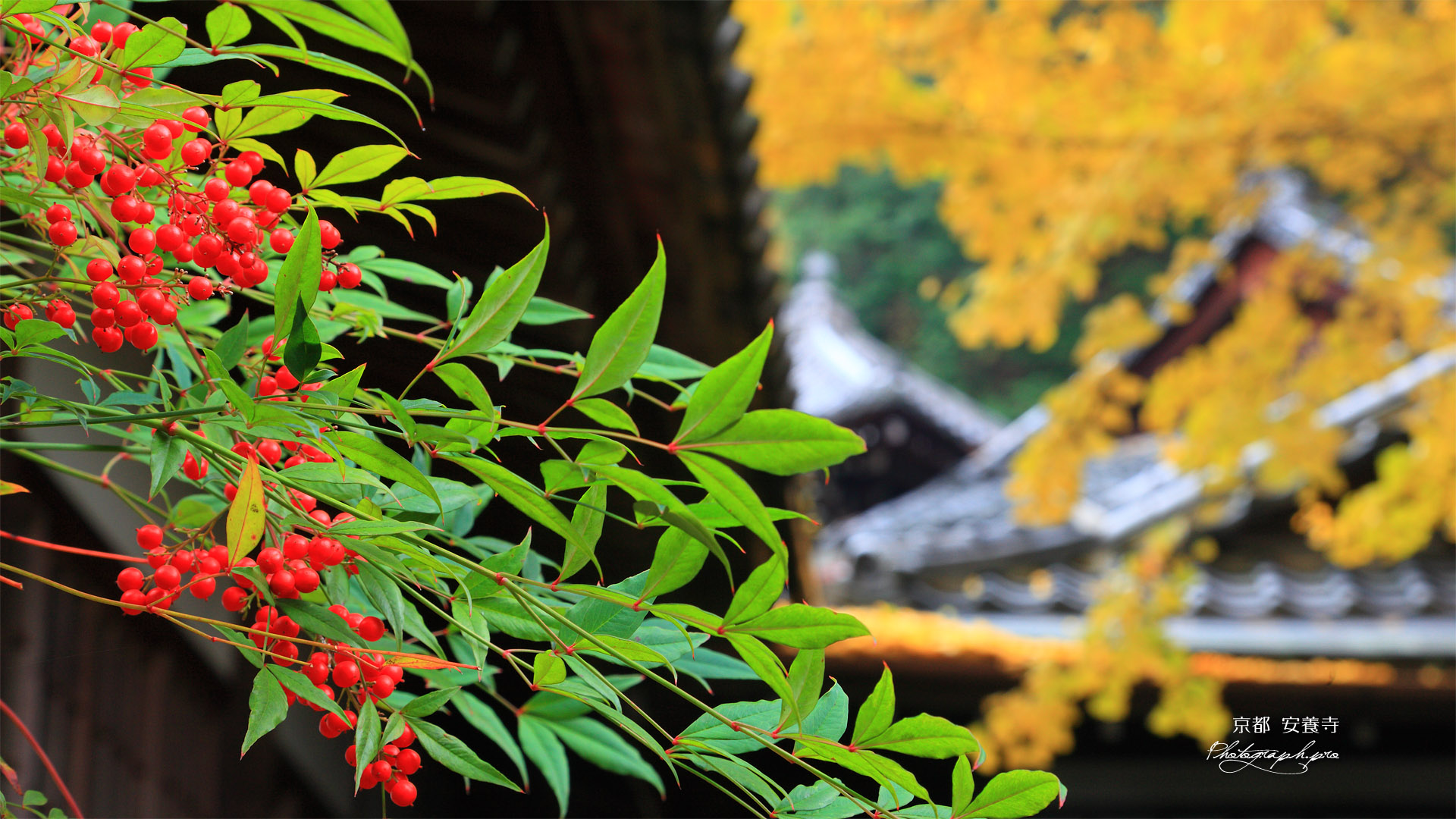 京都安養寺の南天