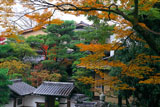 京都 左阿弥の紅葉