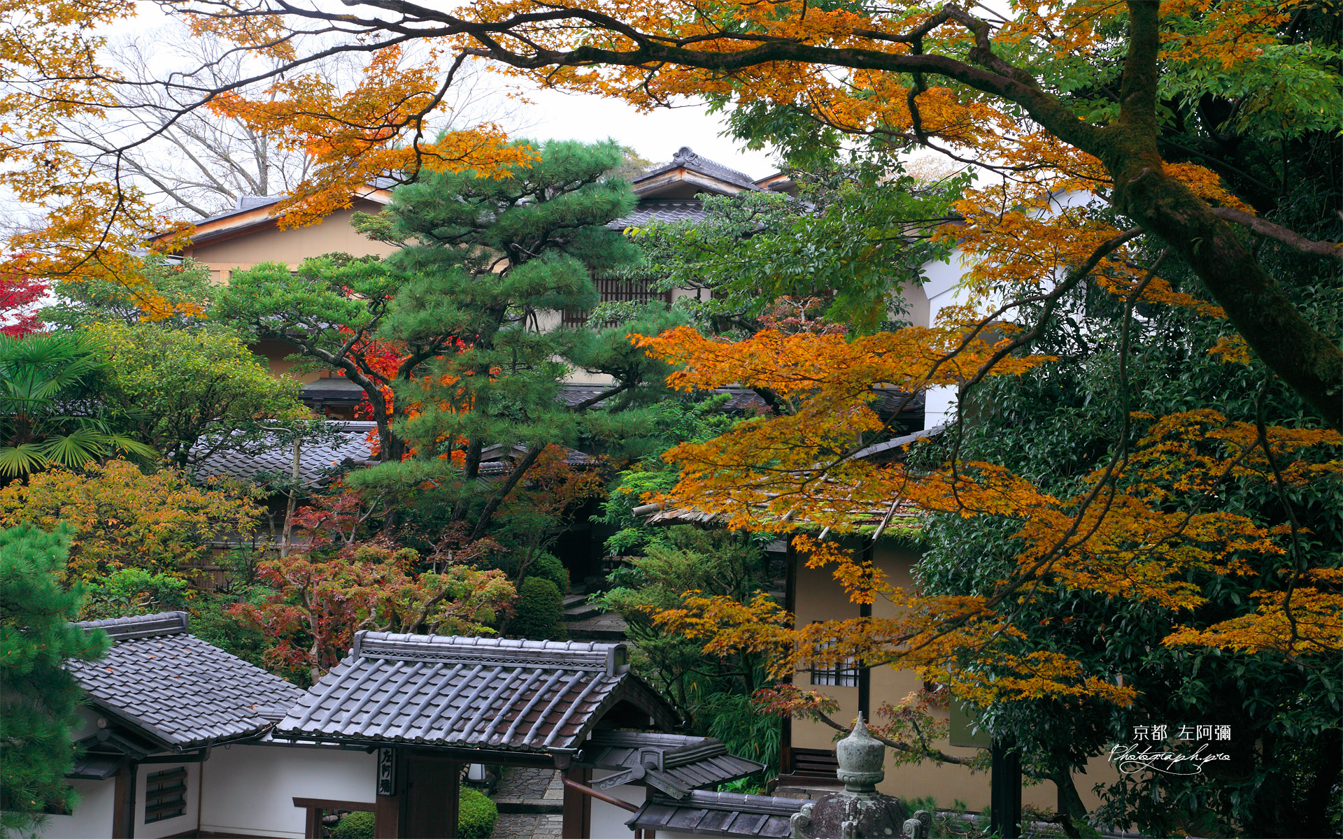 京都 左阿弥の紅葉