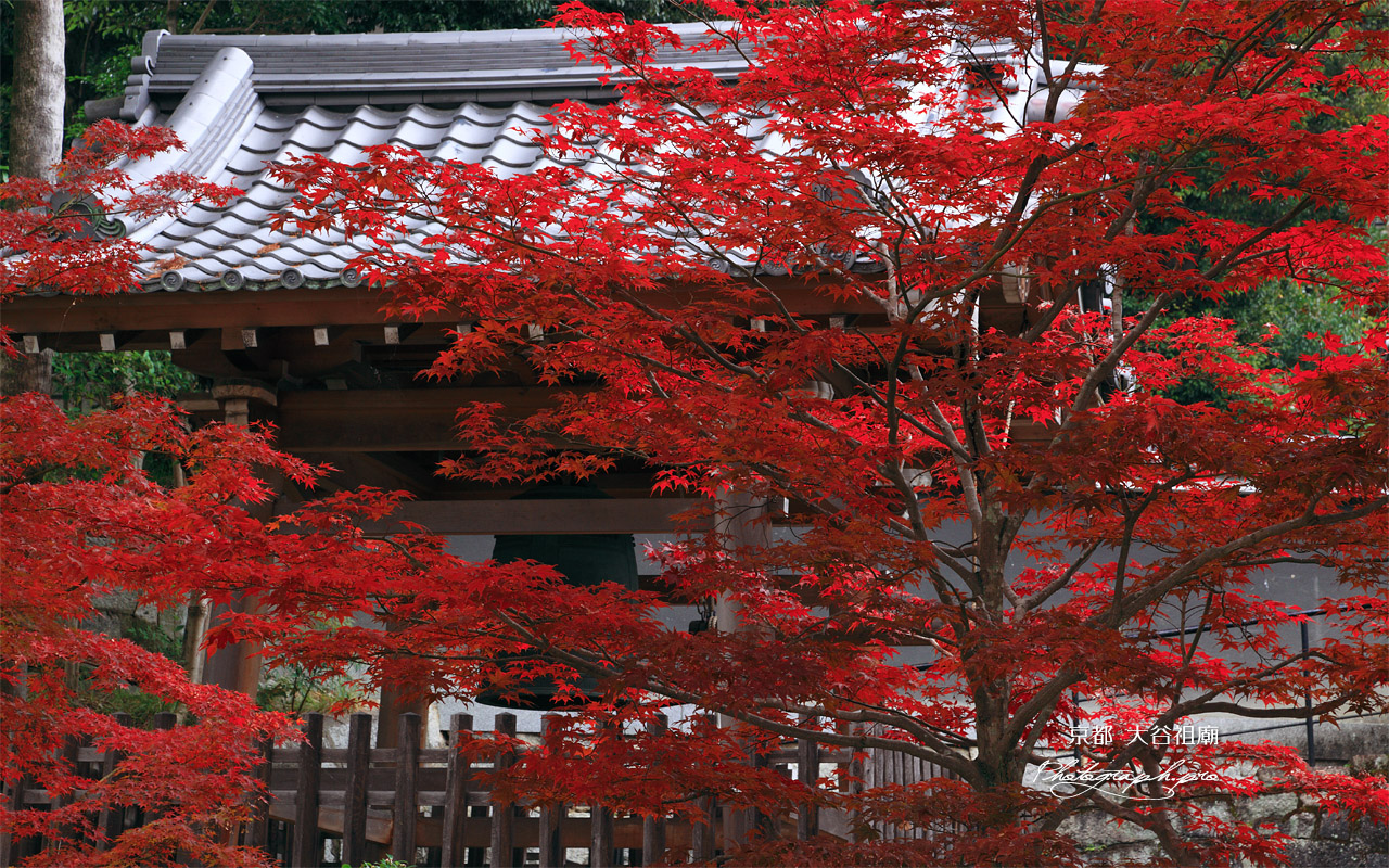 大谷祖廟 紅葉越しの鐘楼 壁紙