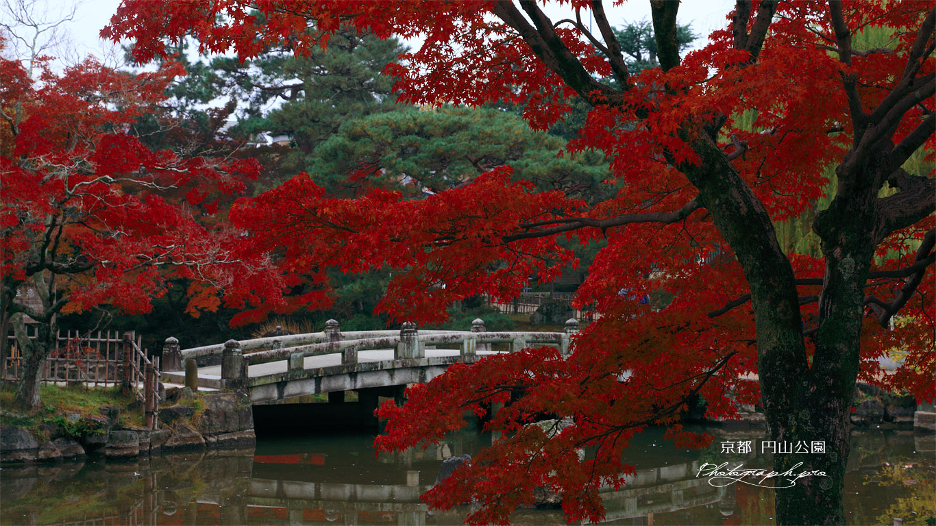 円山公園 紅葉と瓢箪池 壁紙