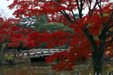 円山公園 紅葉と瓢箪池