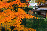 大雲院 紅葉と書院