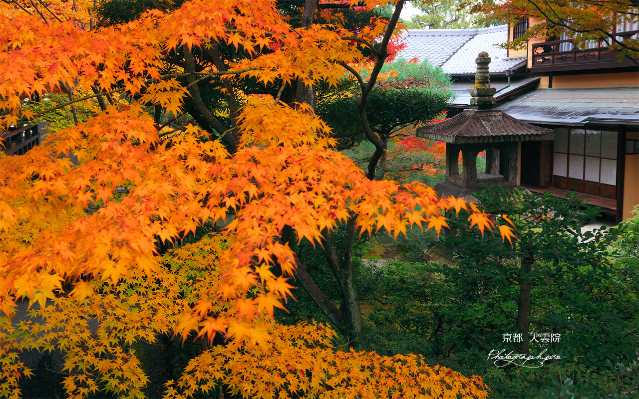 大雲院 紅葉と書院 壁紙