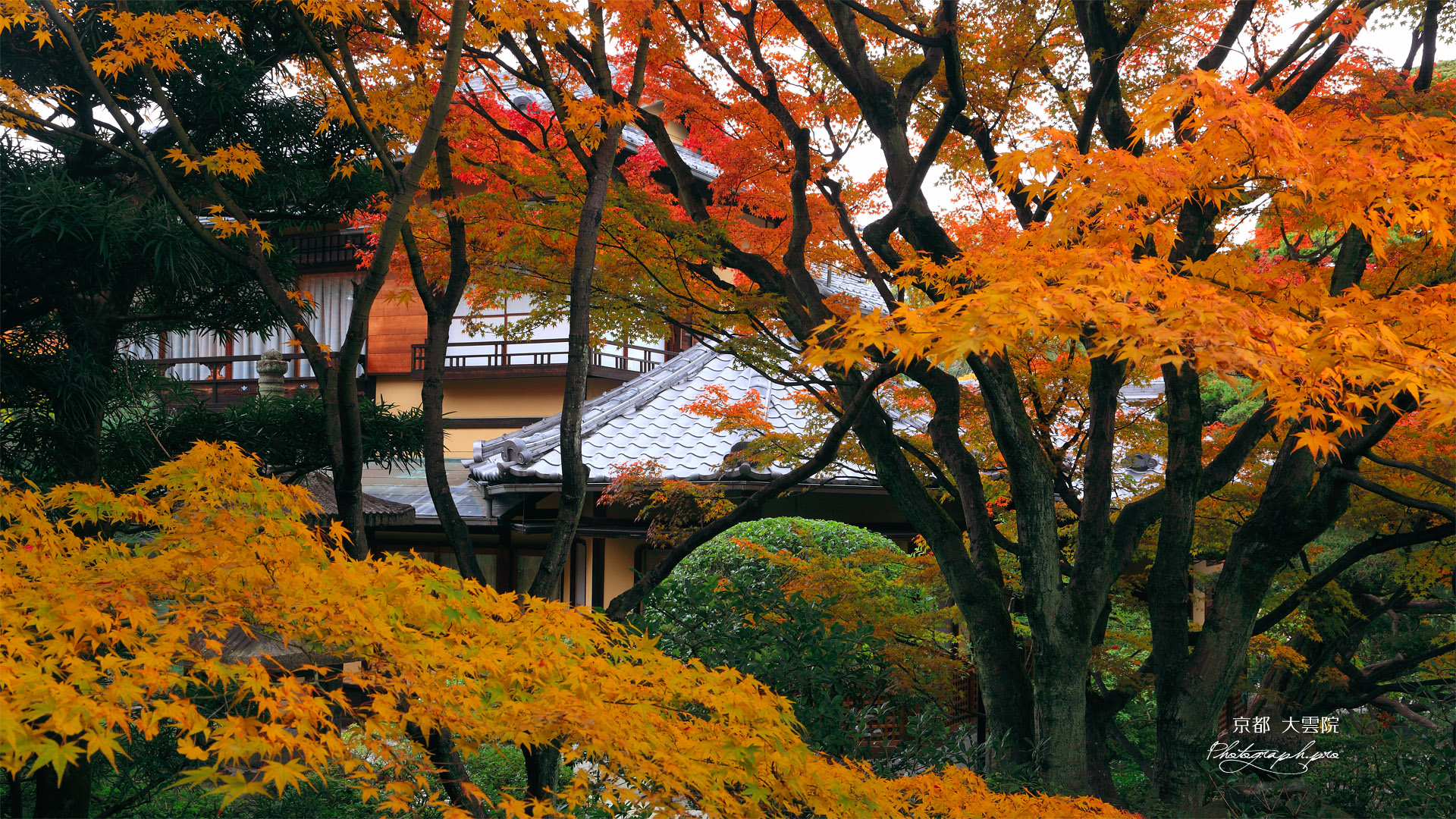 大雲院 紅葉越しの書院