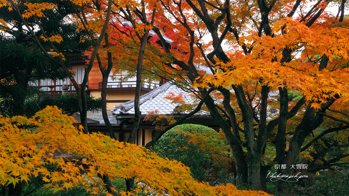 大雲院 紅葉越しの書院 壁紙