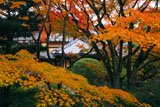 大雲院 紅葉越しの書院