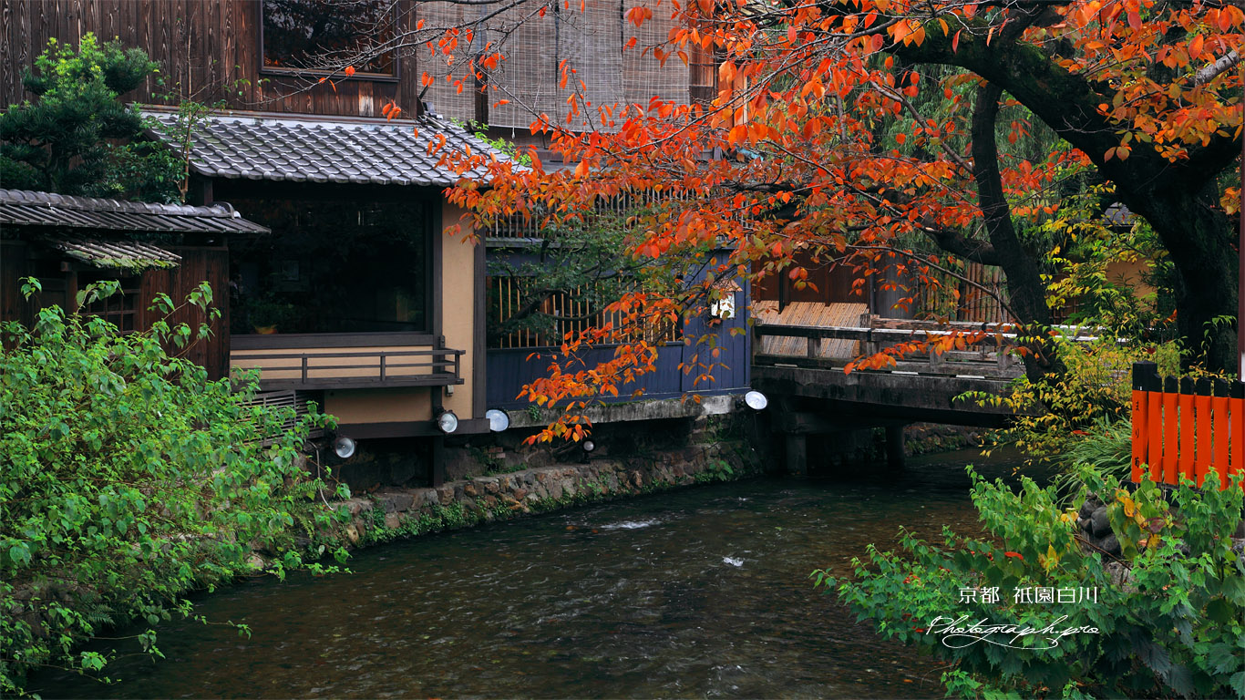 紅葉の祇園白川 壁紙