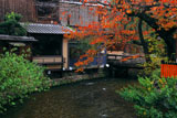 紅葉の祇園白川