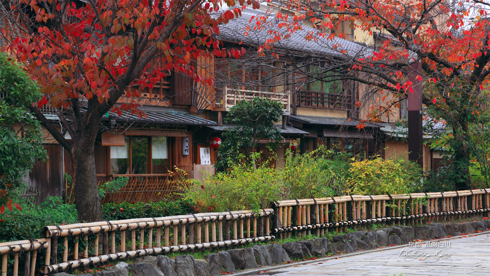 紅葉の祇園白川南通