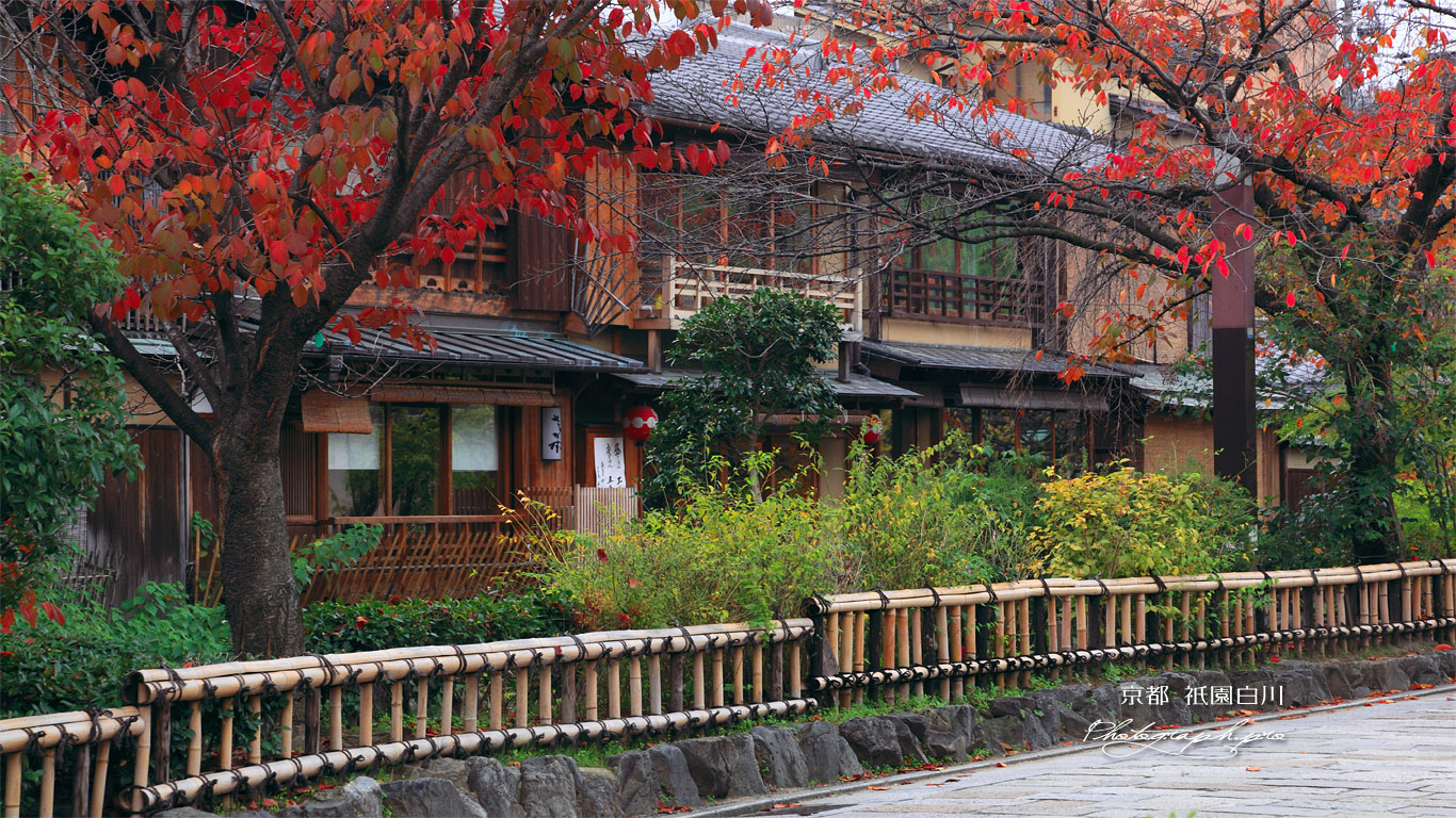 紅葉の祇園白川南通 壁紙