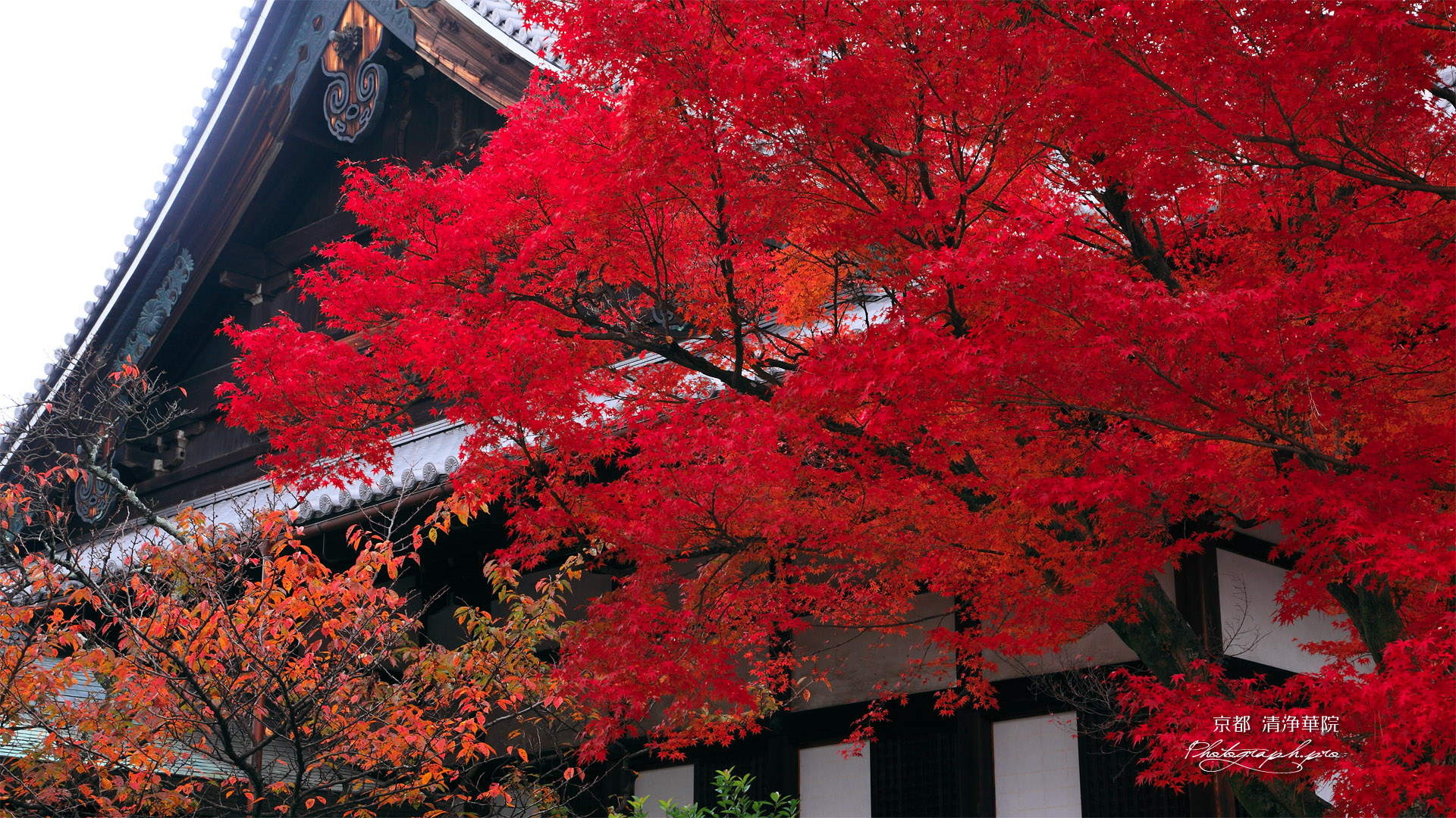 清浄華院 紅葉と御影堂