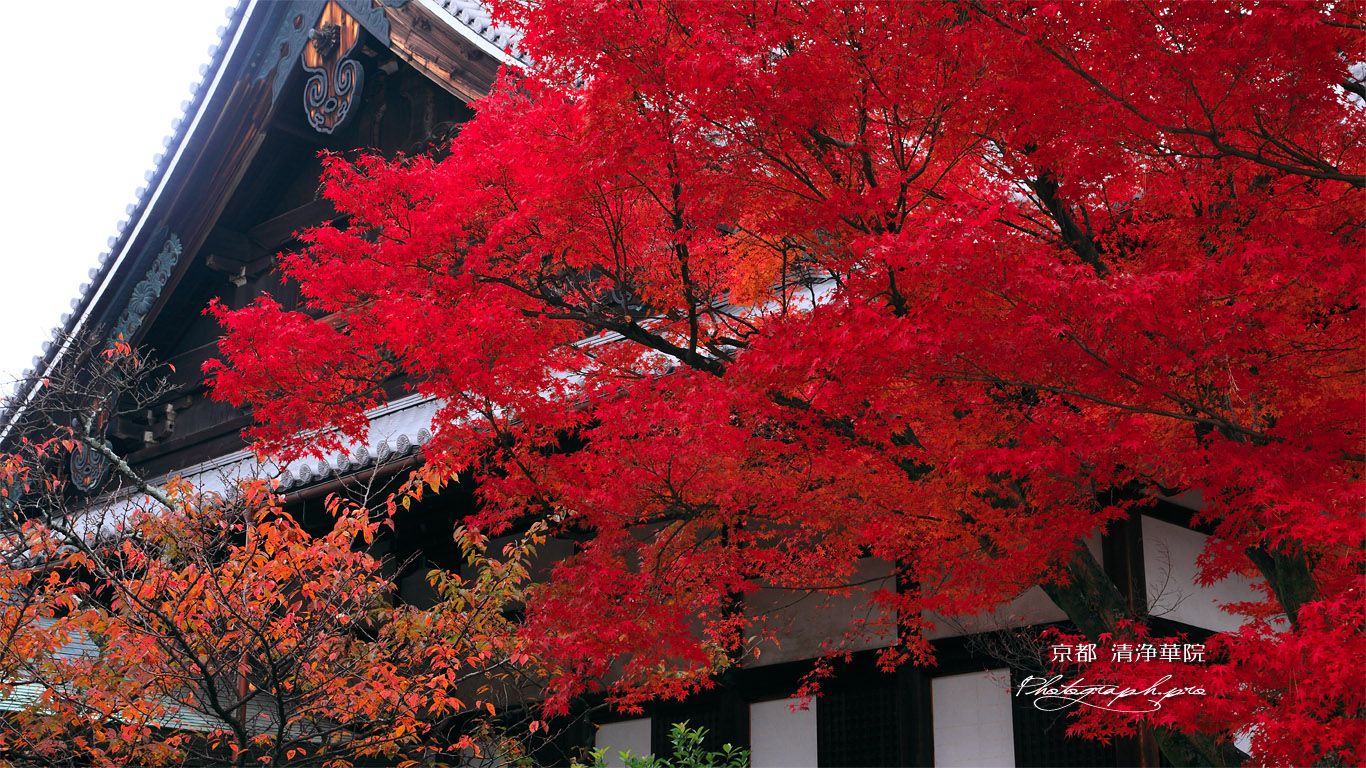 清浄華院 紅葉と御影堂 壁紙