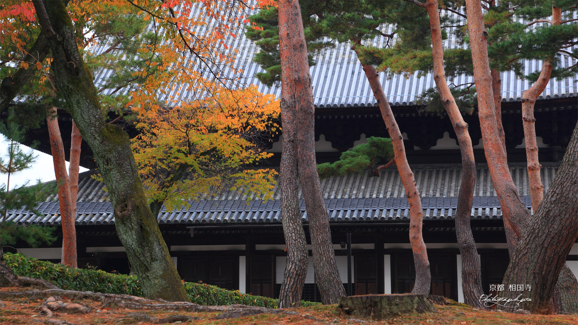 相国寺 赤松と紅葉に法堂