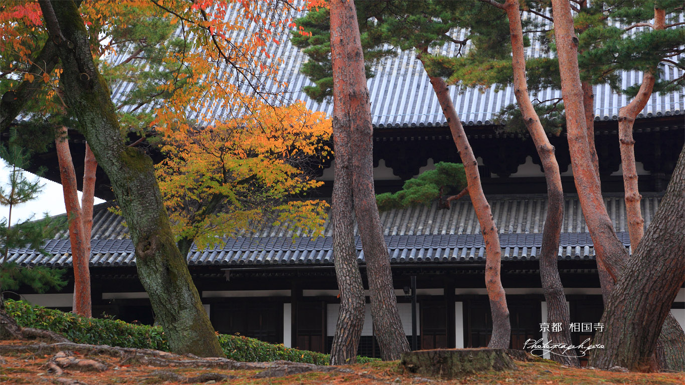 相国寺 赤松と紅葉に法堂 壁紙