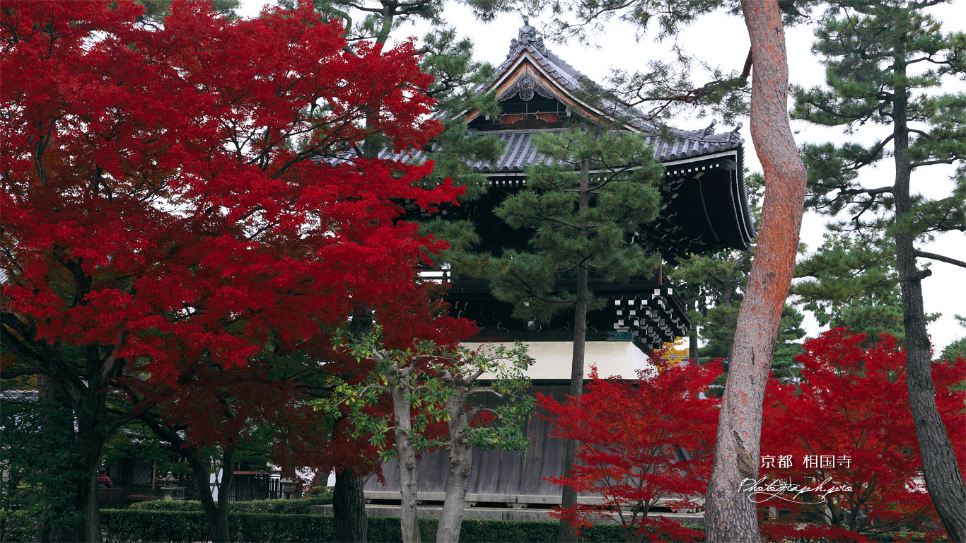 相国寺 紅葉と洪音楼 壁紙