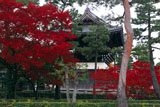 相国寺 紅葉と洪音楼
