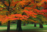 京都御苑の紅葉