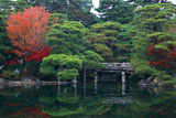 京都御所 御池庭の紅葉と石橋