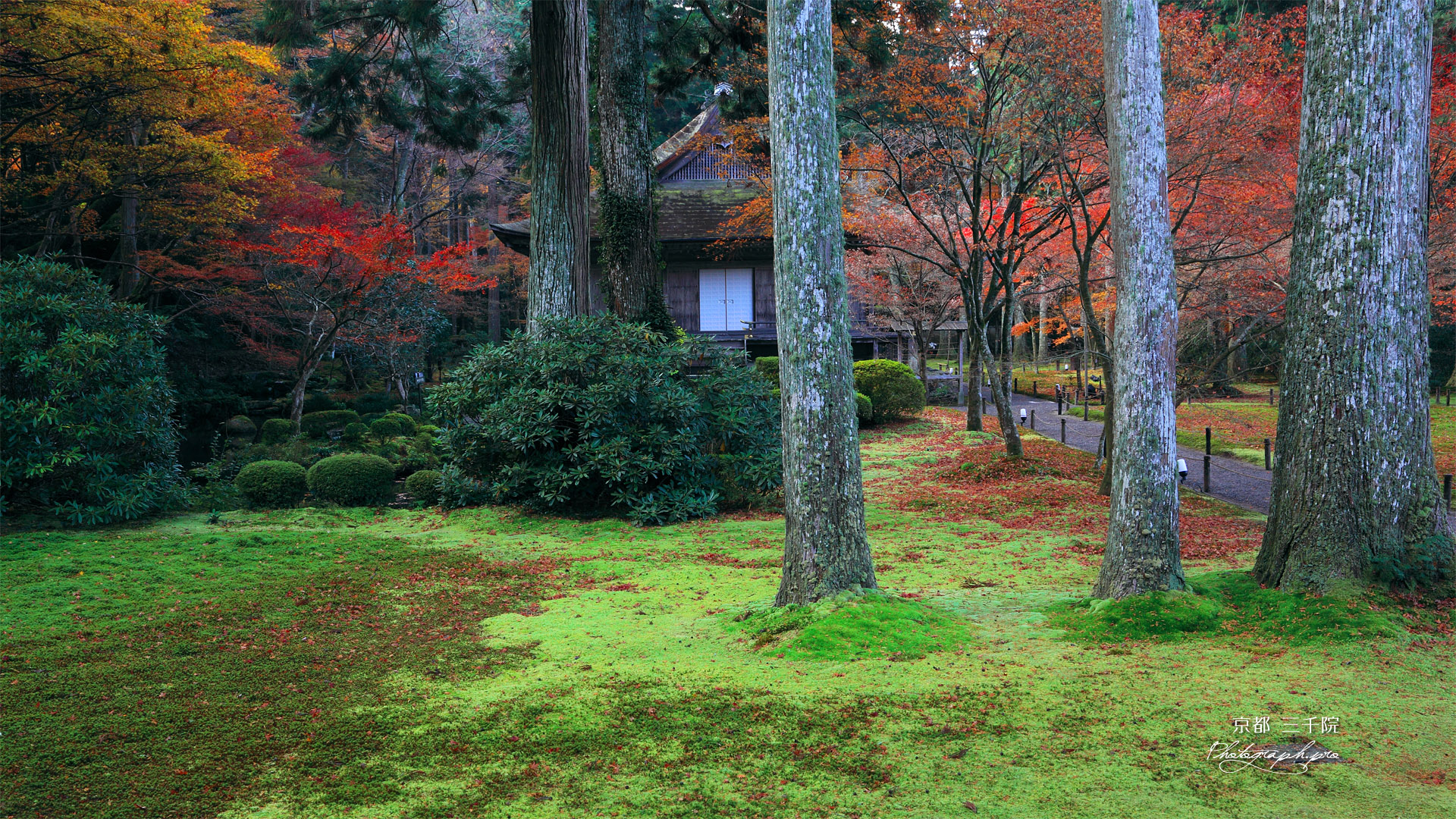 三千院 紅葉の阿弥陀堂