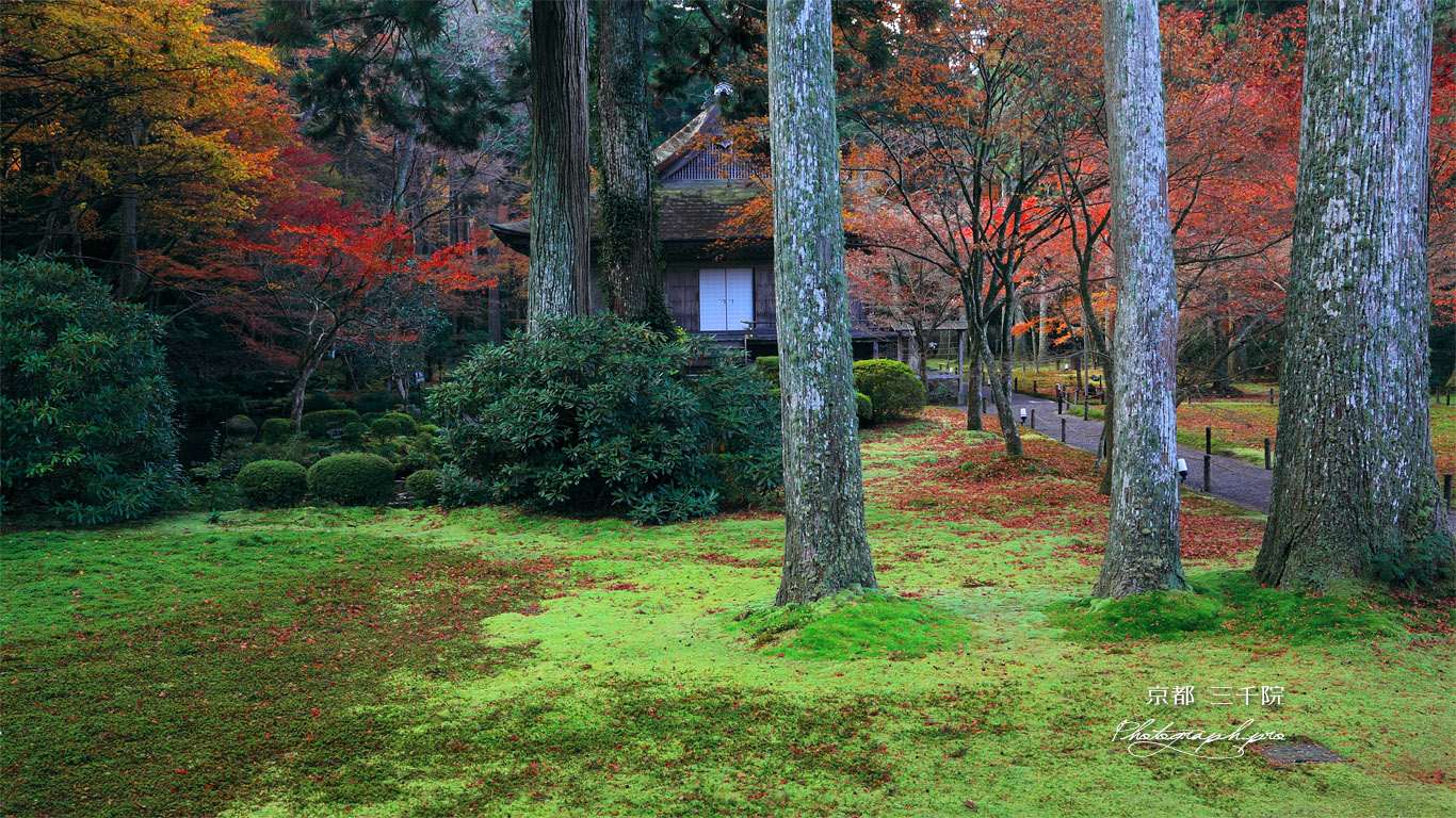 三千院 紅葉の阿弥陀堂 壁紙