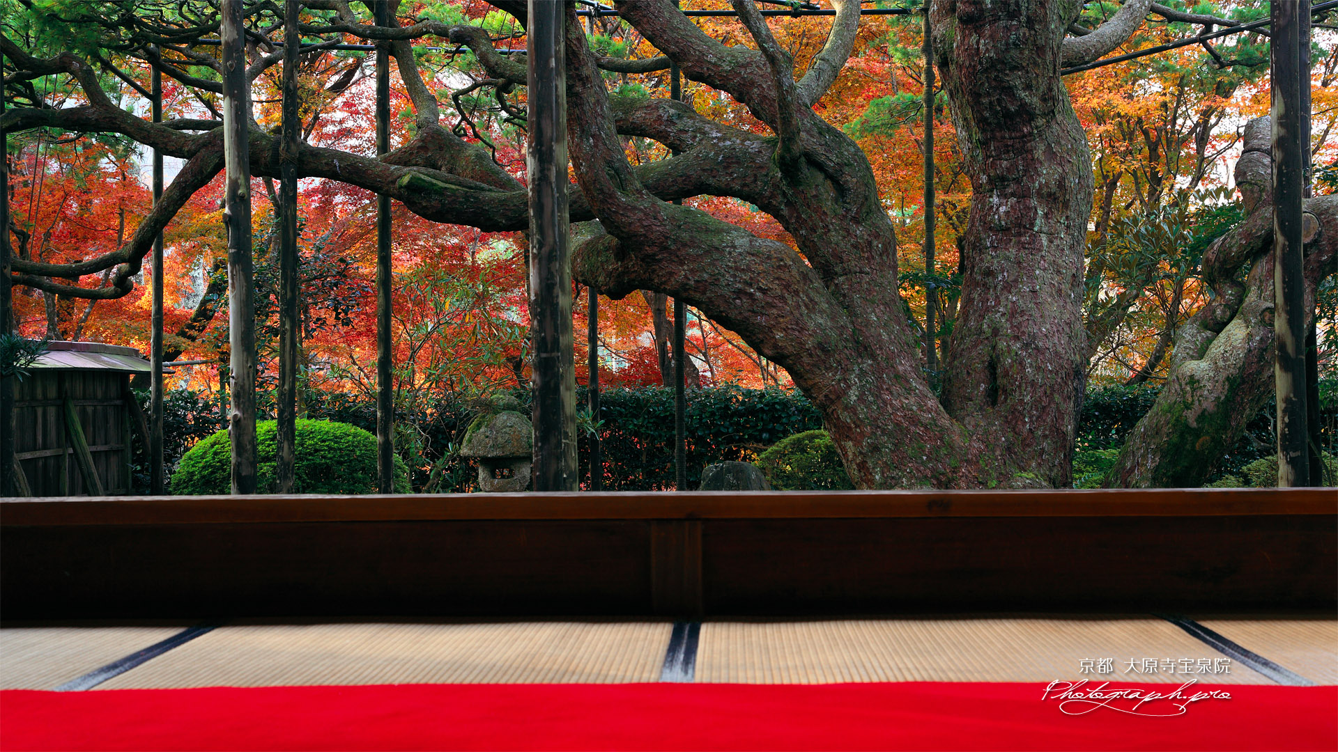 大原寺宝泉院 紅葉の額縁庭園