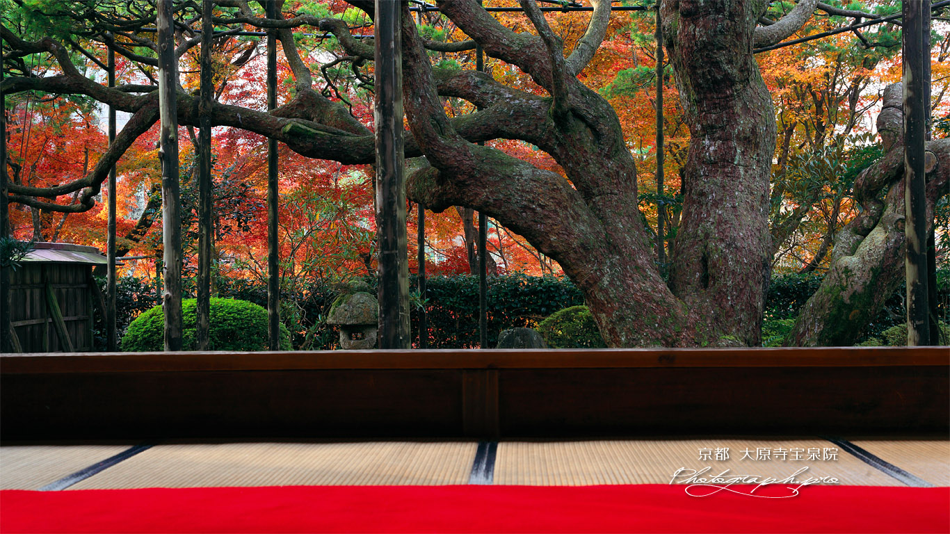 大原寺宝泉院 紅葉の額縁庭園 壁紙
