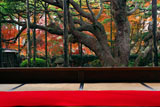 大原寺宝泉院 紅葉の額縁庭園