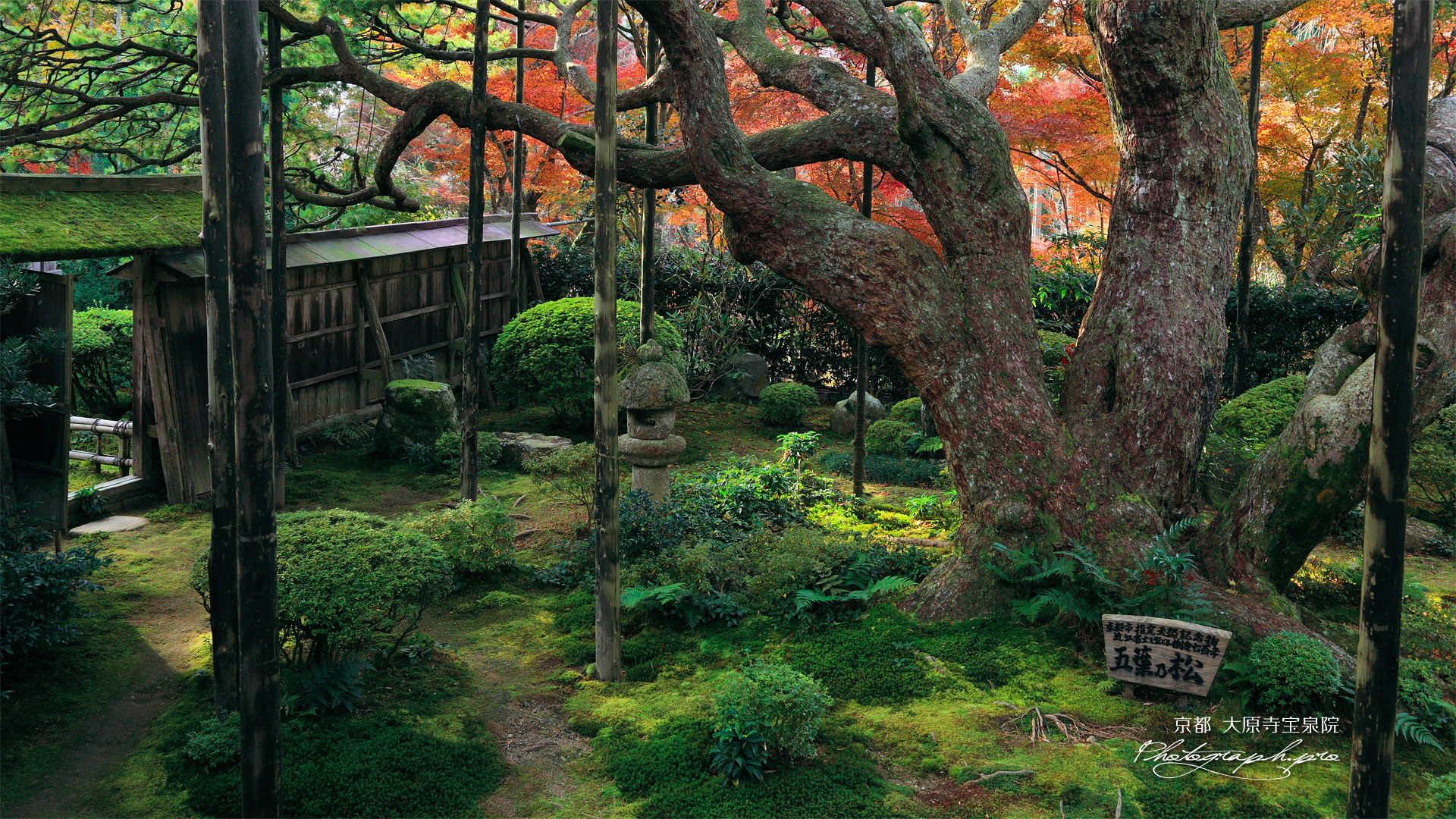 大原寺宝泉院 紅葉の盤桓園