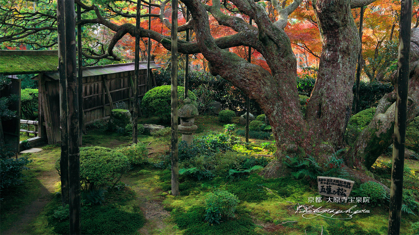 大原寺宝泉院 紅葉の盤桓園 壁紙
