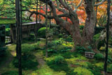大原寺宝泉院 紅葉の盤桓園