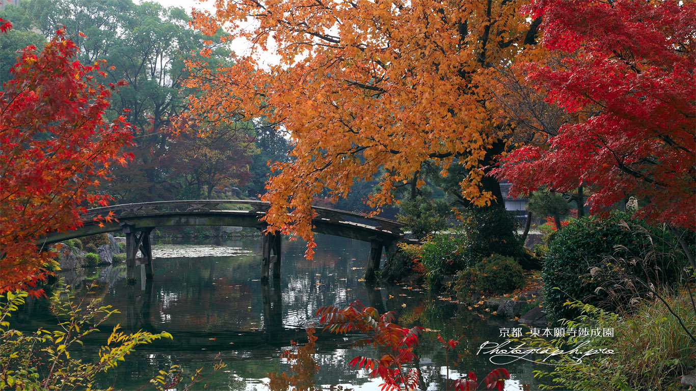 渉成園 紅葉と侵雪橋 壁紙