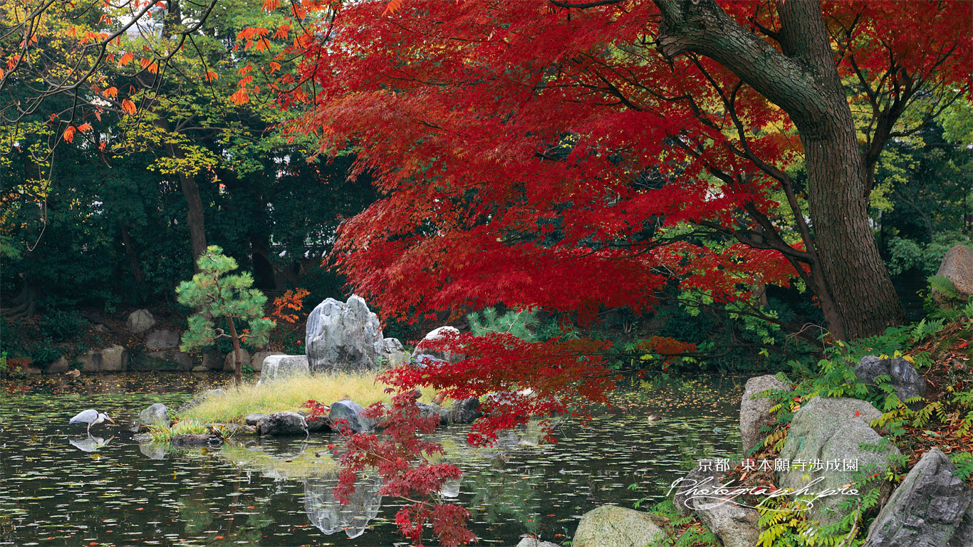 渉成園 南大島の紅葉と鷺 壁紙