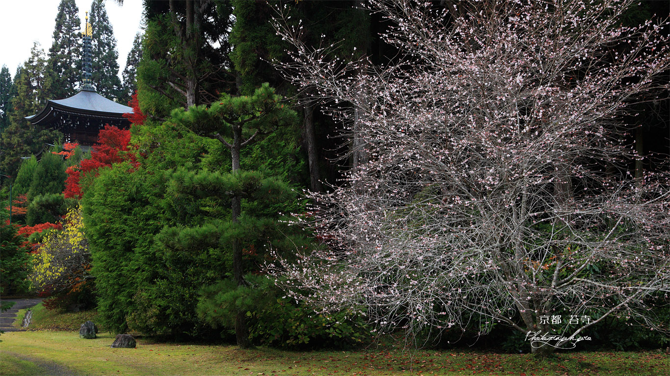 苔寺 冬桜と三重納経塔 壁紙