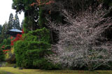 苔寺 冬桜と三重納経塔