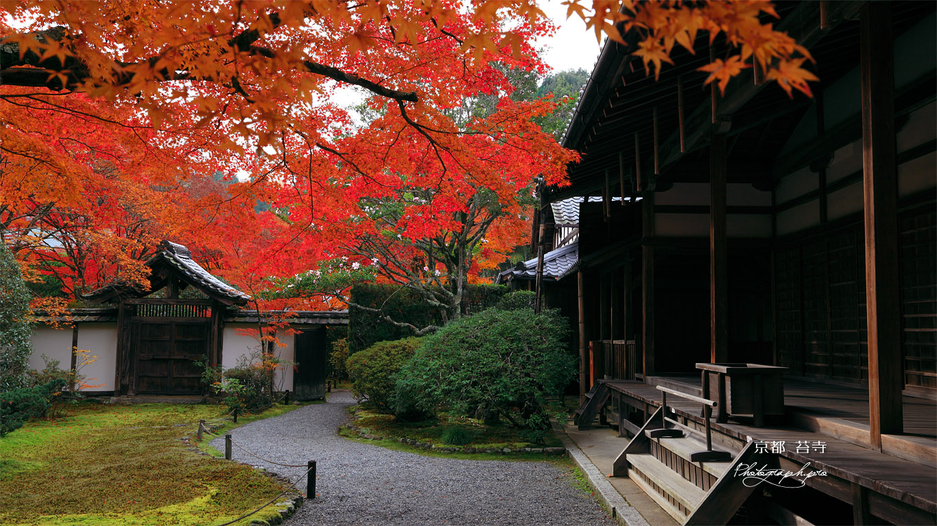 苔寺 紅葉と観音堂 壁紙