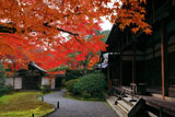 苔寺 紅葉と観音堂