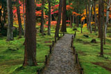 苔寺 参道と紅葉