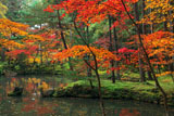 苔寺 紅葉と黄金池の舟