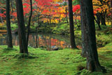 苔寺 黄金池畔の紅葉