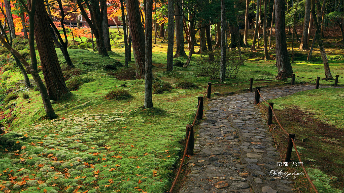 苔寺 120余種の苔 壁紙